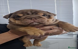 English Bulldog dogs for sale: Forever homes  - Image 14