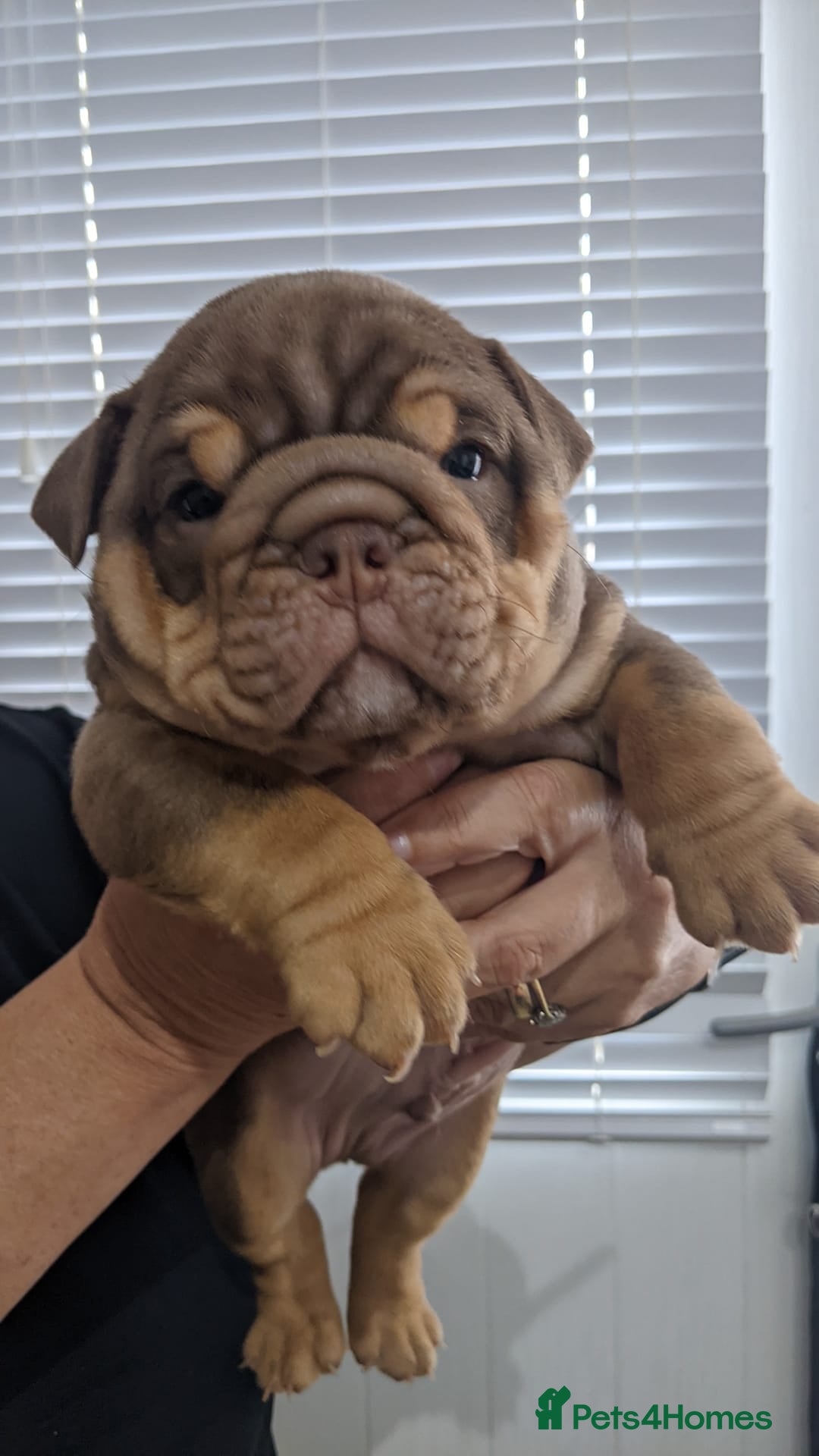 English Bulldog dogs for sale: Forever homes  - Image 14