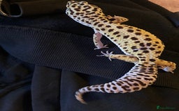 Leopard Gecko reptiles for sale: Healthy Leopard gecko with full enclosure  - Image 4