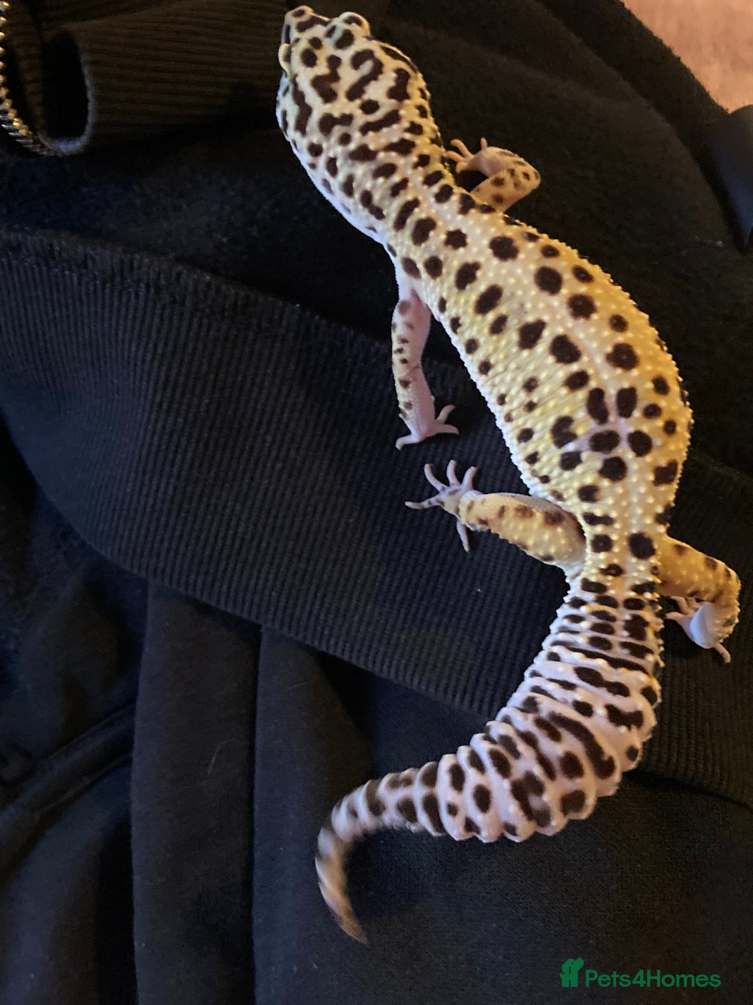 Leopard Gecko reptiles for sale: Healthy Leopard gecko with full enclosure  - Image 4