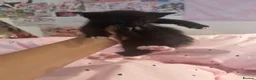Mixed Breed cats for sale: Cute kitten litter of mix breed.  - Advert 7