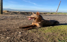 Australian Kelpie dogs for sale: Australian Kelpie Puppies WKC Registered - Image 8