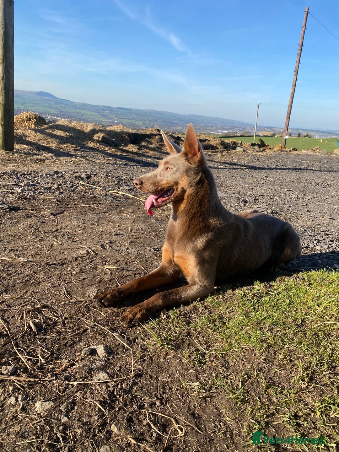 Australian Kelpie dogs for sale: Australian Kelpie Puppies WKC Registered - Image 8