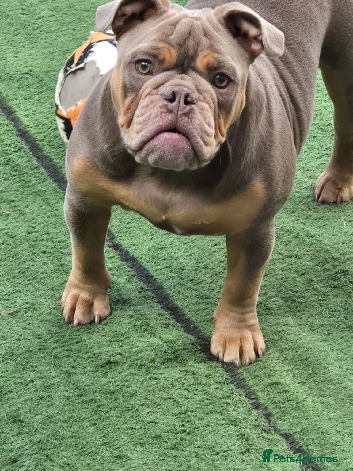 Olde English Bulldogge dogs 8 Month Olde English Bulldogge £1000 - Advert 13