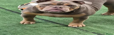 Olde English Bulldogge 1