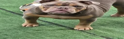 Olde English Bulldogge dogs for sale: 8 Month Olde English Bulldogge £1000 in London - Advert 1