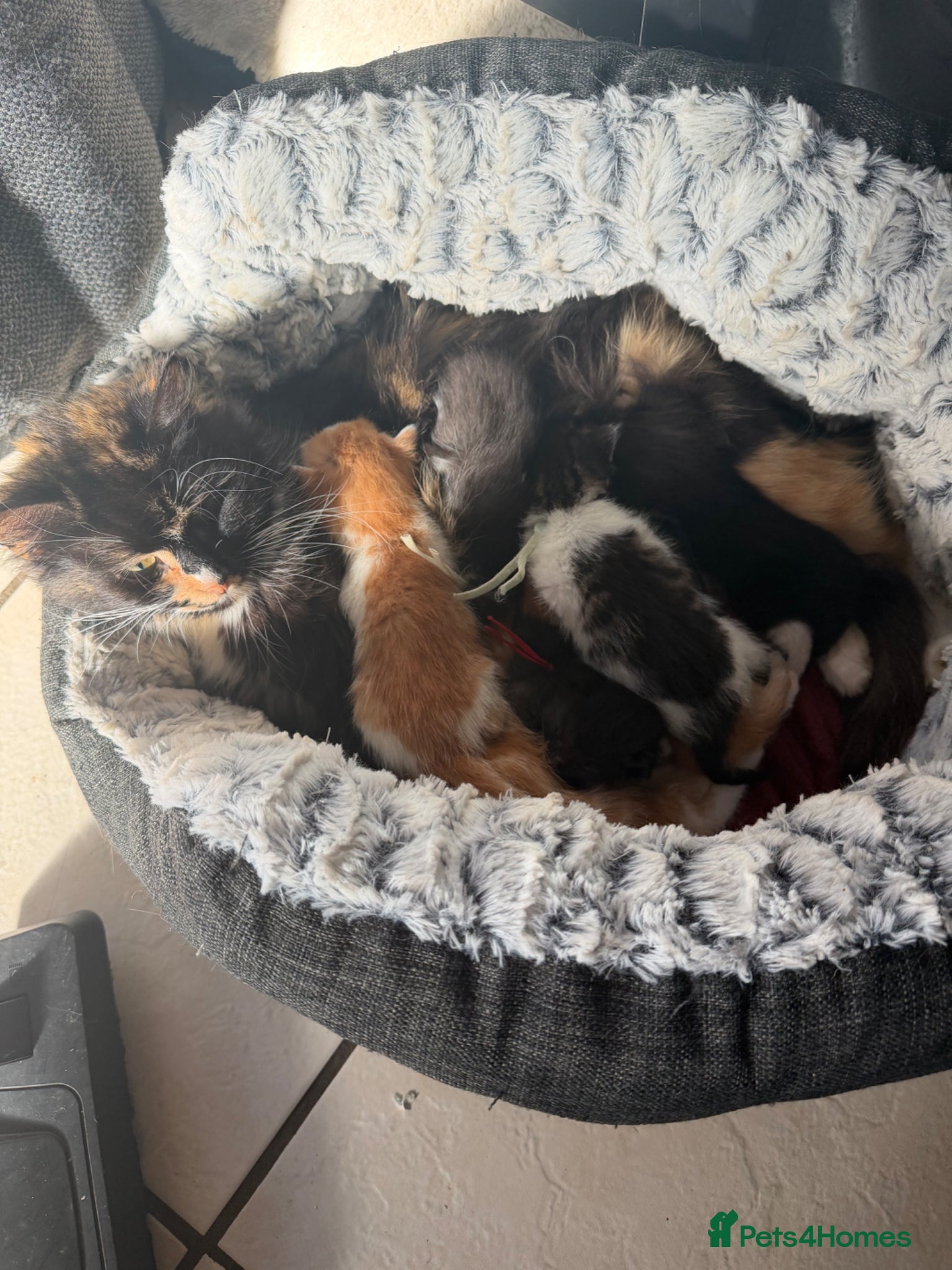 Mixed Breed cats 5 boys & 1 girl kitten  - Advert 4