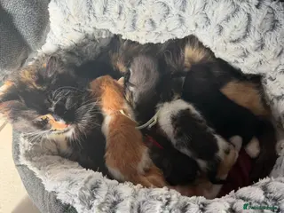 Mixed Breed cats 5 boys & 1 girl kitten - Advert 4