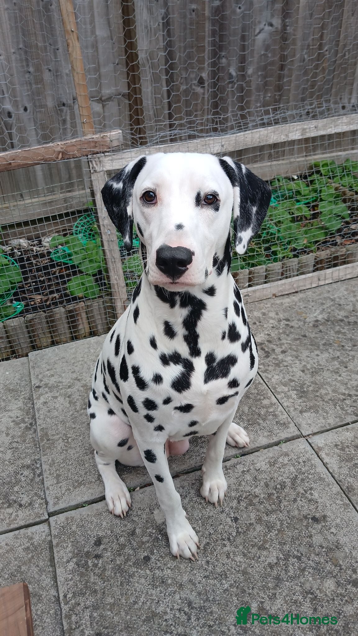 Dalmatian dogs Nila a lovely Dalmatian needs a good home - Advert 1