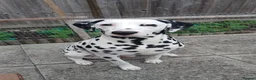 Dalmatian dogs for sale: Nila a lovely Dalmatian needs a good home in Worcester - Advert 1