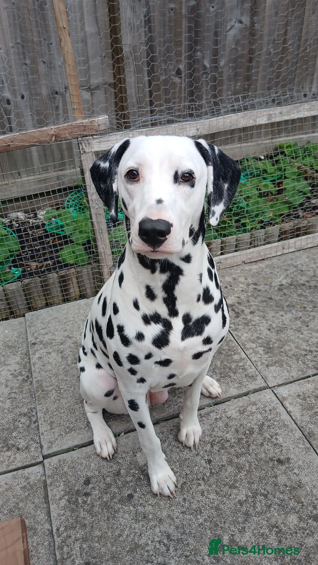 Dalmatian dogs for sale: Nila a lovely Dalmatian needs a good home in Worcester - Advert 1