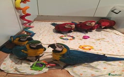 Parrots birds for sale: Tamed Parrots, African Greys and more - Image 5