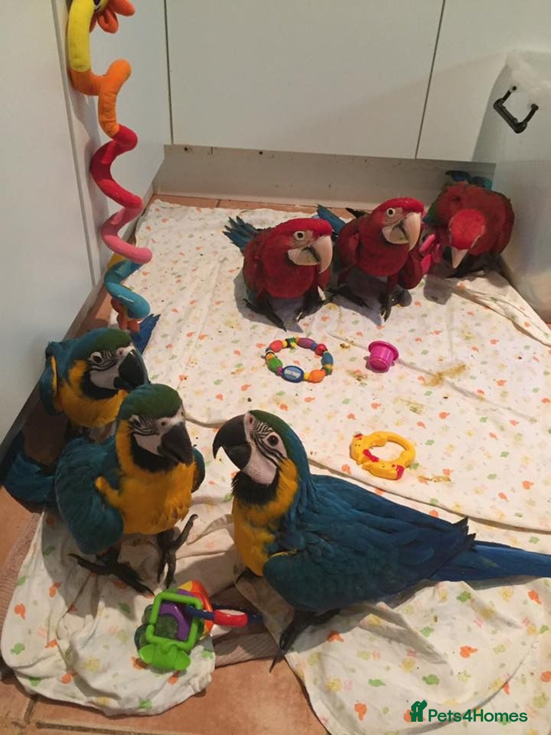 Parrots birds for sale: Tamed Parrots, African Greys and more - Image 5