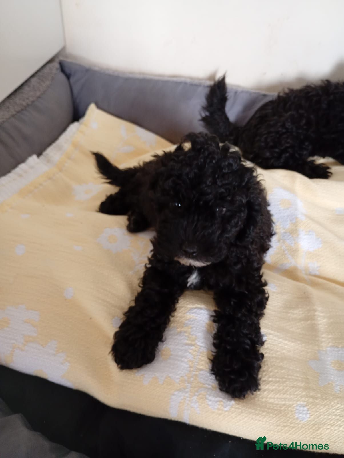 Toy Poodle dogs Toy poodle puppies  - Advert 1