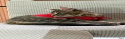 Maine Coon cats for sale: Mainecoone female kitten  in Romford - Advert 3