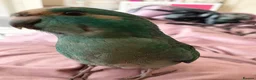 Parakeets birds for sale: Hand Reared Baby Kakarikis  - Advert 2