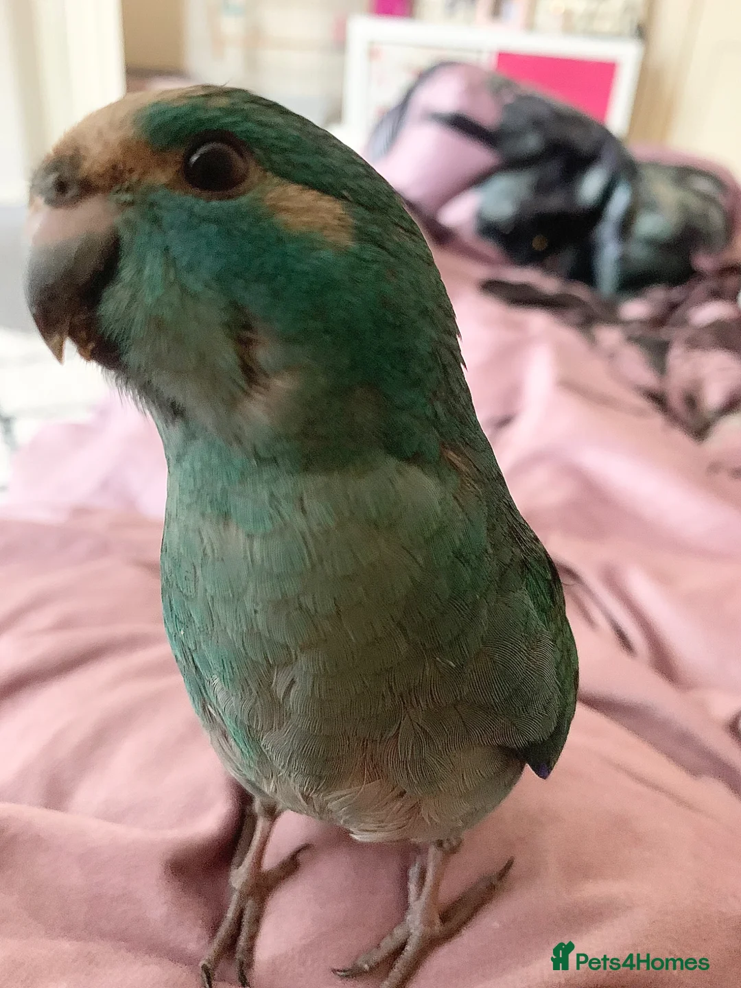 Parakeets birds for sale: Hand Reared Baby Kakarikis  - Advert 2