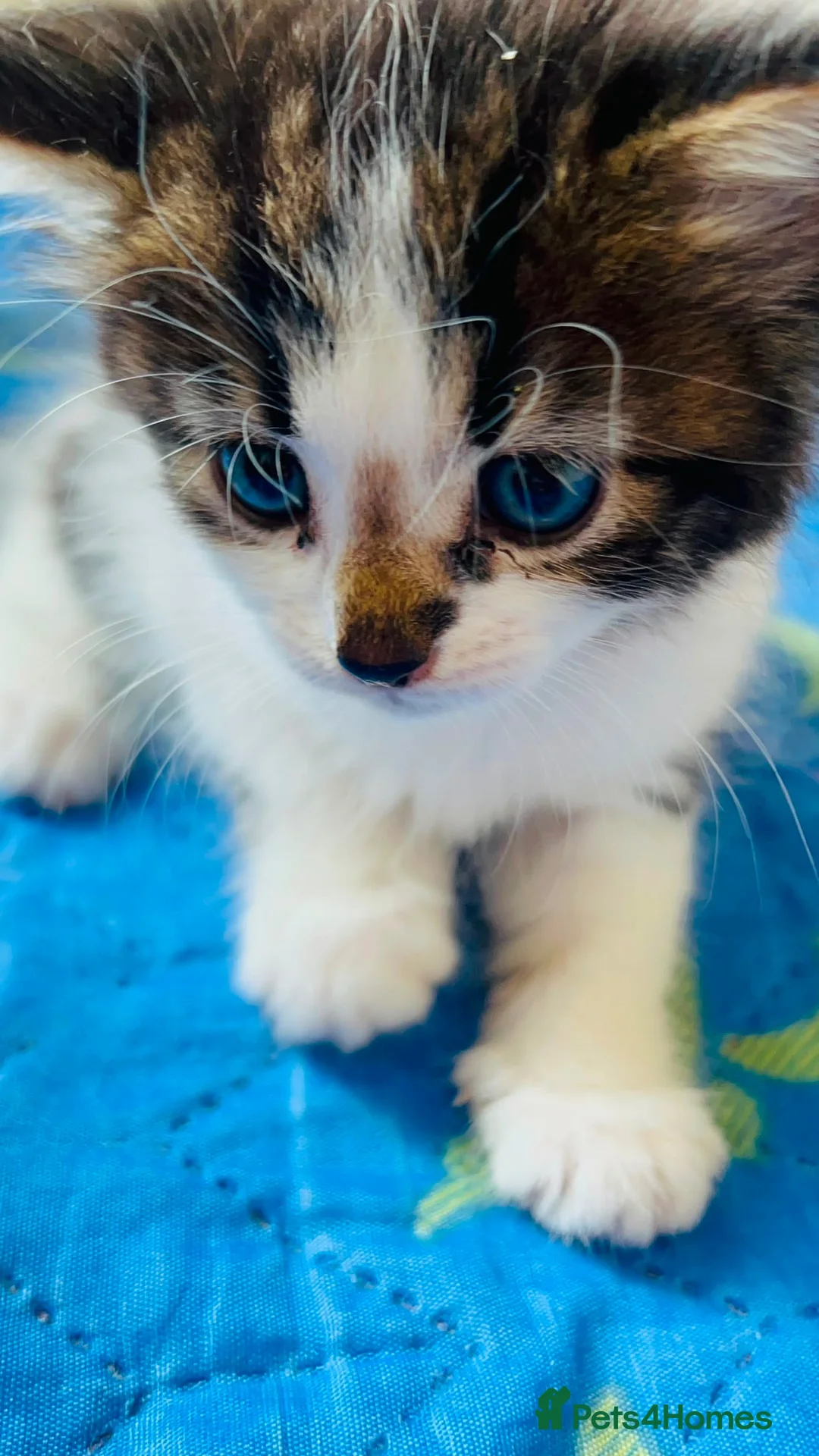 Mixed Breed cats for sale: cute kitten - Advert 2
