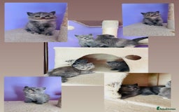 Scottish Fold cats for sale: Beautiful litter of Scottish fold  reservation 😍 - Image 1