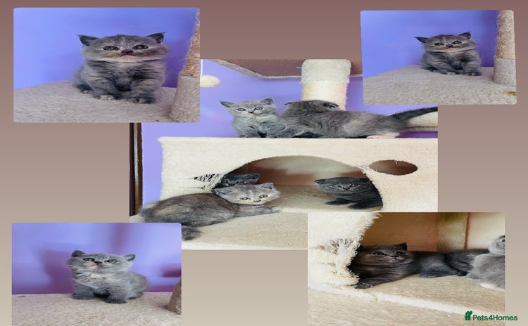 Scottish Fold cats - Advert 2
