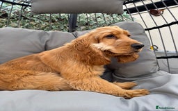 Cocker Spaniel dogs for sale: 7m Cocker Spaniel Puppy - Image 3
