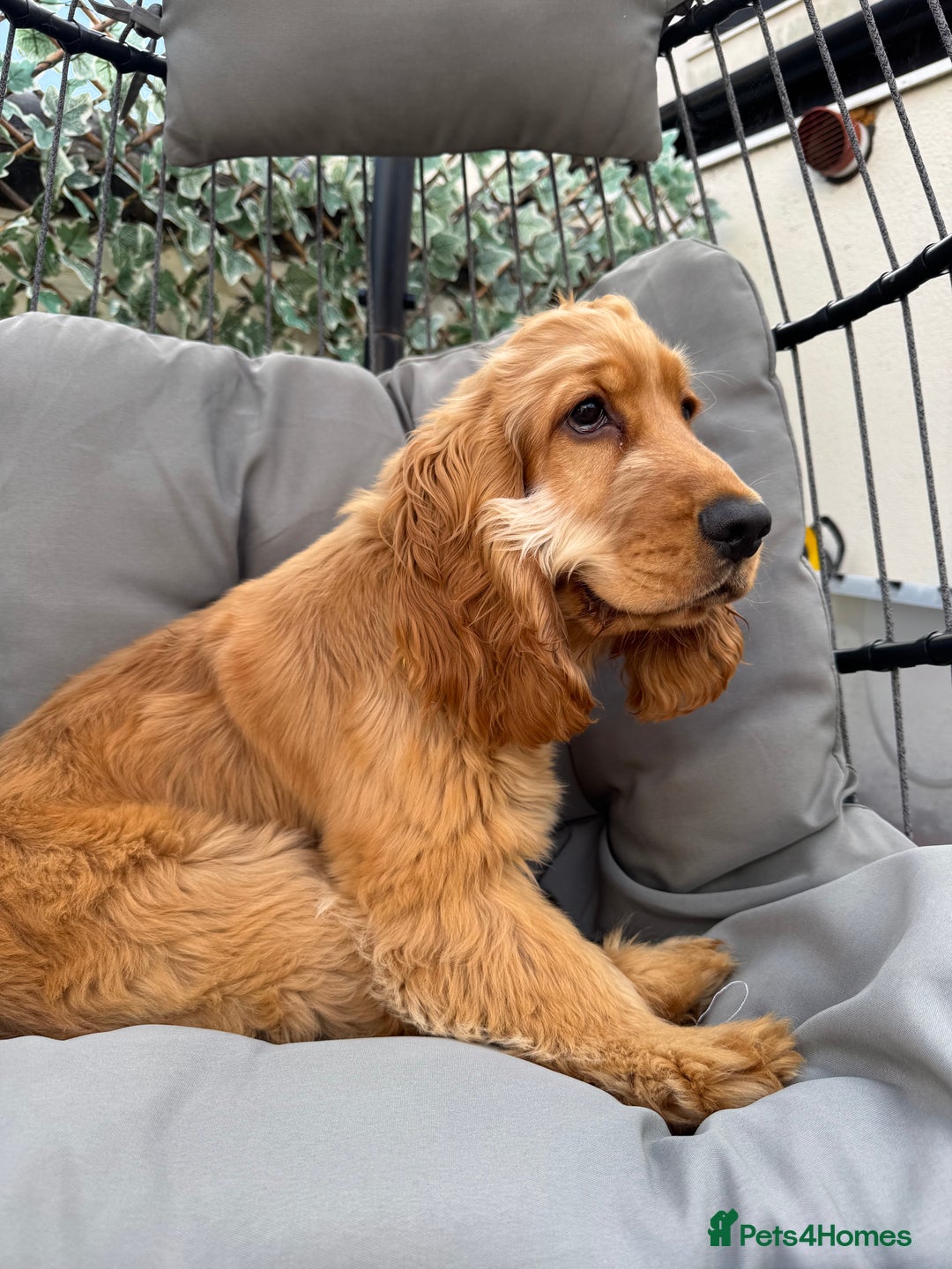 Cocker Spaniel dogs for sale: 7m Cocker Spaniel Puppy - Image 3