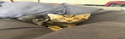 Mixed Breed cats for sale: Gorgeous kitten looking for a new loving home in Kirkcaldy - Advert 13