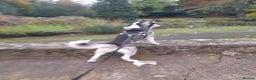 Siberian Husky dogs for stud: BLUE EYED HUSKY FOR STUD in Doncaster - Advert 7