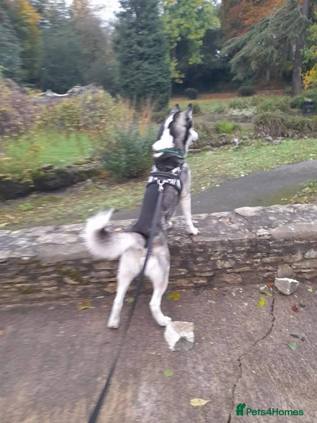 Siberian Husky dogs for stud: BLUE EYED HUSKY FOR STUD in Doncaster - Advert 7