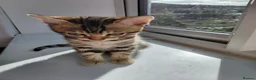 Bengal cats for sale: Pure Bengal kittens for sale - Advert 22