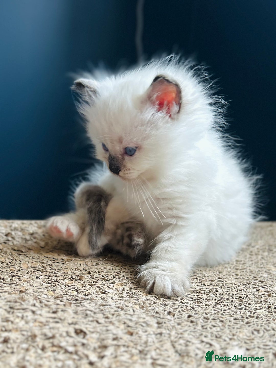 Ragdoll cats for sale: Stunning Rainbow of Ragdoll Kittens - Image 37