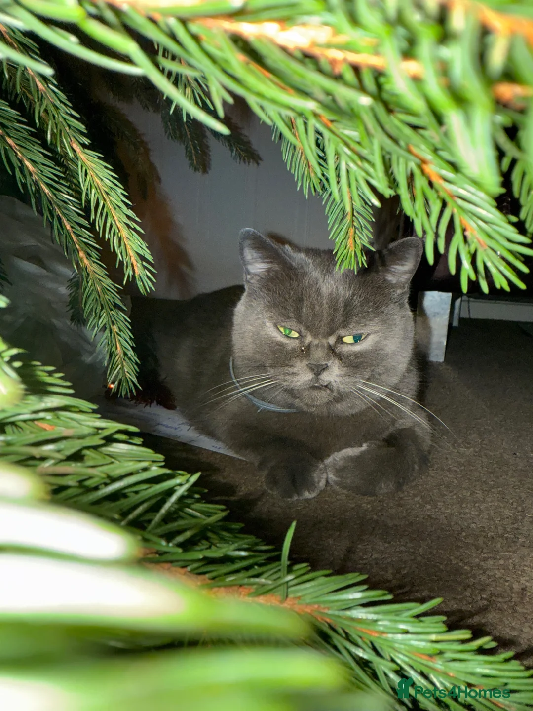 British Shorthair cats for sale: British Shorthair kitten  in Tipton - Advert 2