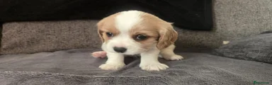 Cavachon Puppy 3