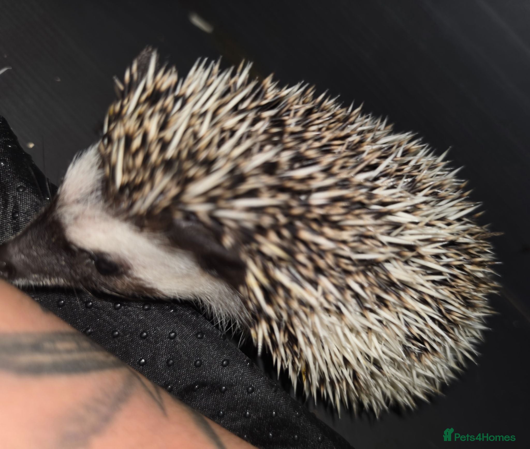 Pygmy Hedgehog rodents Male Baby hedgehog with Vivarium  - Advert 6