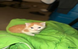 Mixed Breed cats for sale: Adorable kittens looking for their forever home  - Image 14
