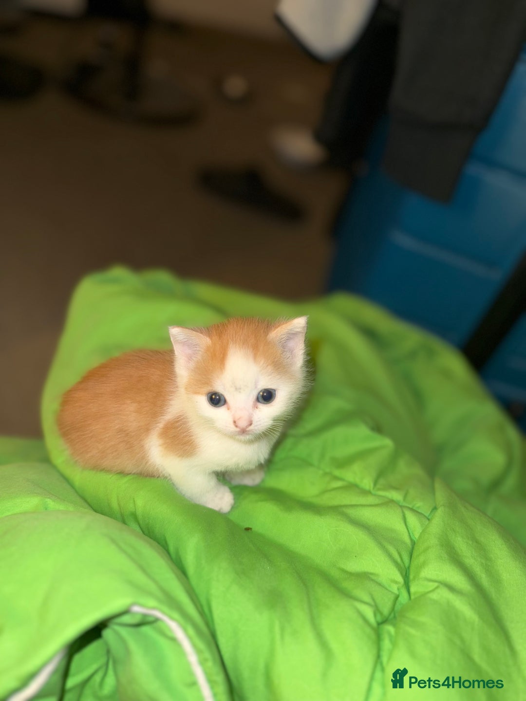 Mixed Breed cats for sale: Adorable kittens looking for their forever home  - Image 14