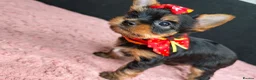 Yorkshire Terrier dogs for sale: Beautiful Yorkies for sale - Advert 18