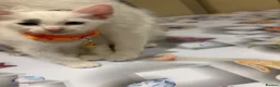 Turkish Angora cats for sale: Mix Turkish Angora kitten - Advert 4