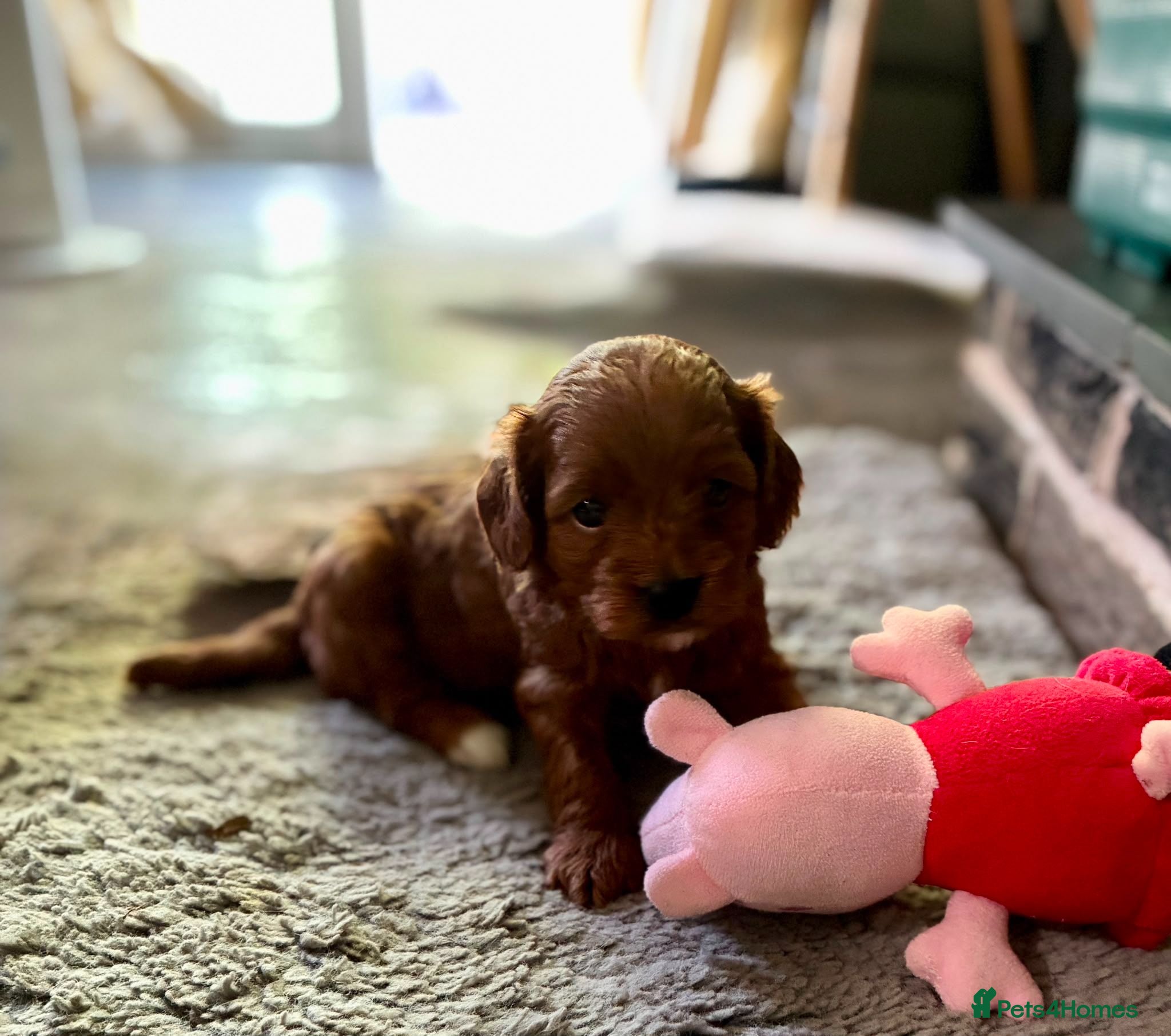 Cavapoo dogs cavapoos - Advert 2