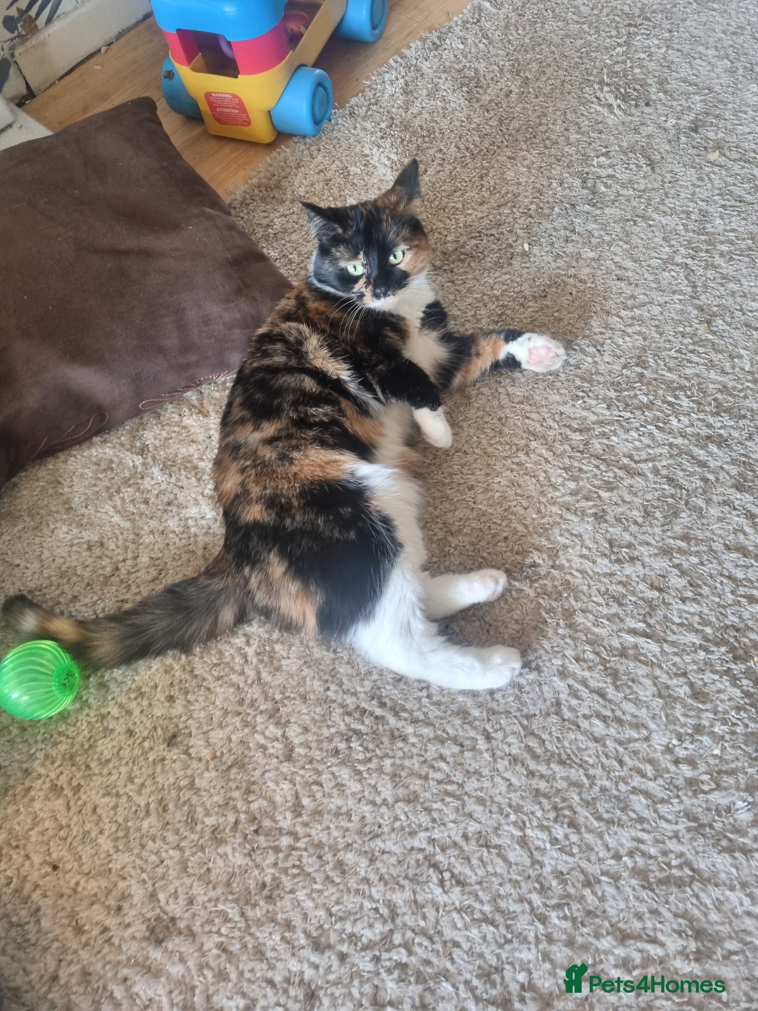 Mixed Breed cats Calico looking for a new home  - Advert 2