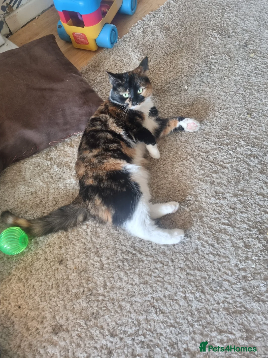 Mixed Breed cats for sale: Calico looking for a new home  - Advert 1