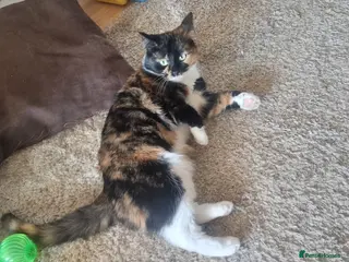 Mixed Breed cats Calico looking for a new home - Advert 9