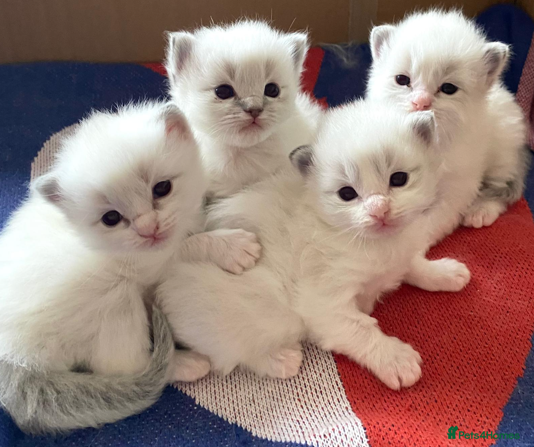 Ragdoll cats Beautiful Pure Ragdoll Kittens Ready Soon - Advert 11