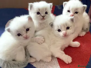 Ragdoll cats Beautiful Pure Ragdoll Kittens Ready Soon - Advert 14