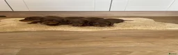 Dachshund dogs for sale: Chocolate tri dachshund in Bury Saint Edmunds - Advert 7