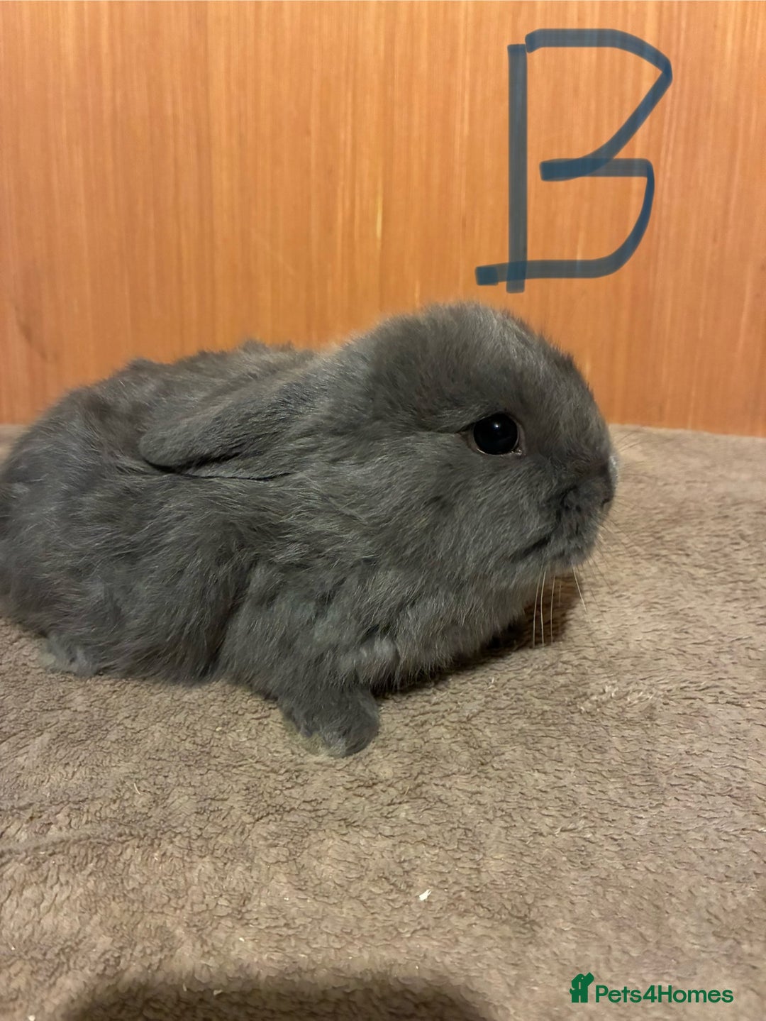 Mini Lion Lop rabbits for sale: Mini lionhead lops  - Advert 4