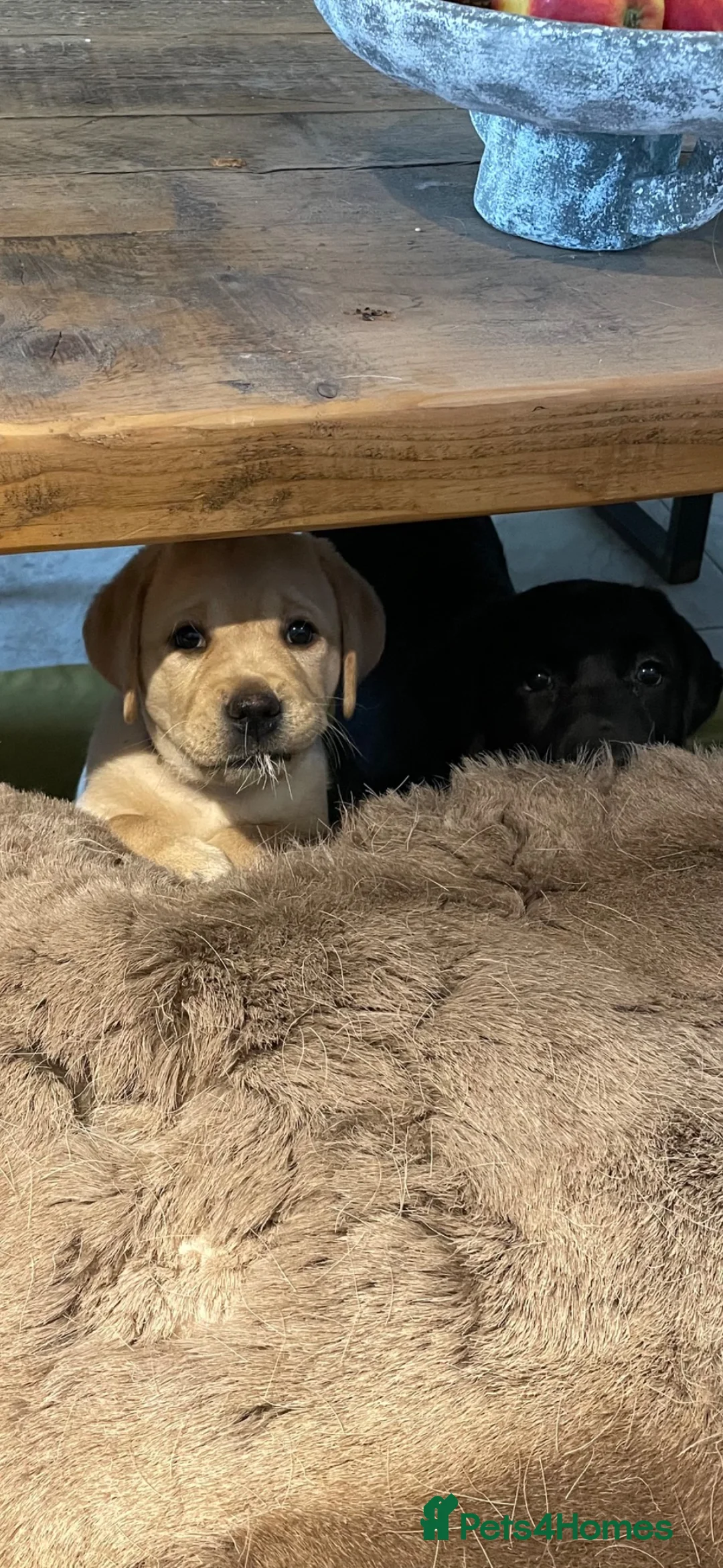 Labrador Retriever dogs for sale: Fully health tested parents - show Labradors  - Advert 7