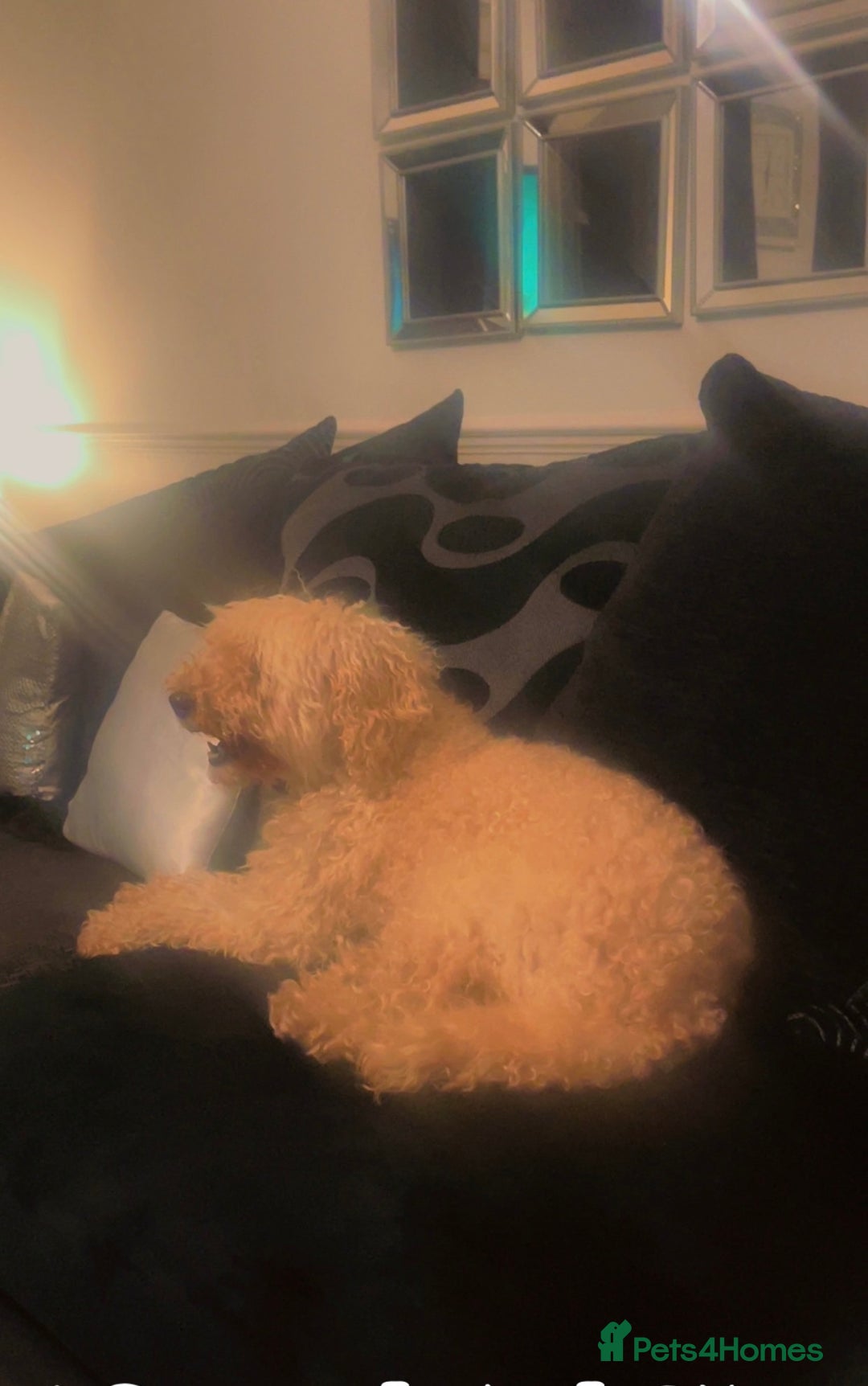 Australian Labradoodle dogs for sale: Meet Yasmin! - Advert 11