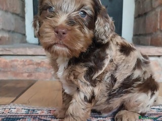 Cockapoo dogs Outstanding cockapoo puppies hereditary clear - Advert 1