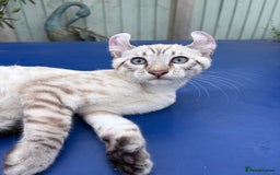 Keetso cats for sale: Breath taking polydactyl curled eared girl  - Image 25